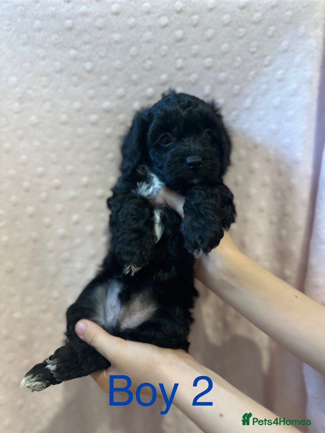 Cockapoo dogs for sale: Beautiful F1B cockapoo puppies READY TO GO - Image 7