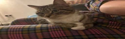 Mixed Breed cats for sale: Laila in Liverpool - Advert 4