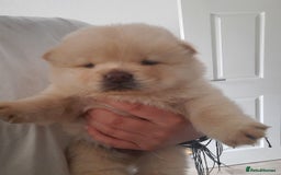 Chow Chow dogs for sale: Chow chow puppies for sale - Image 17