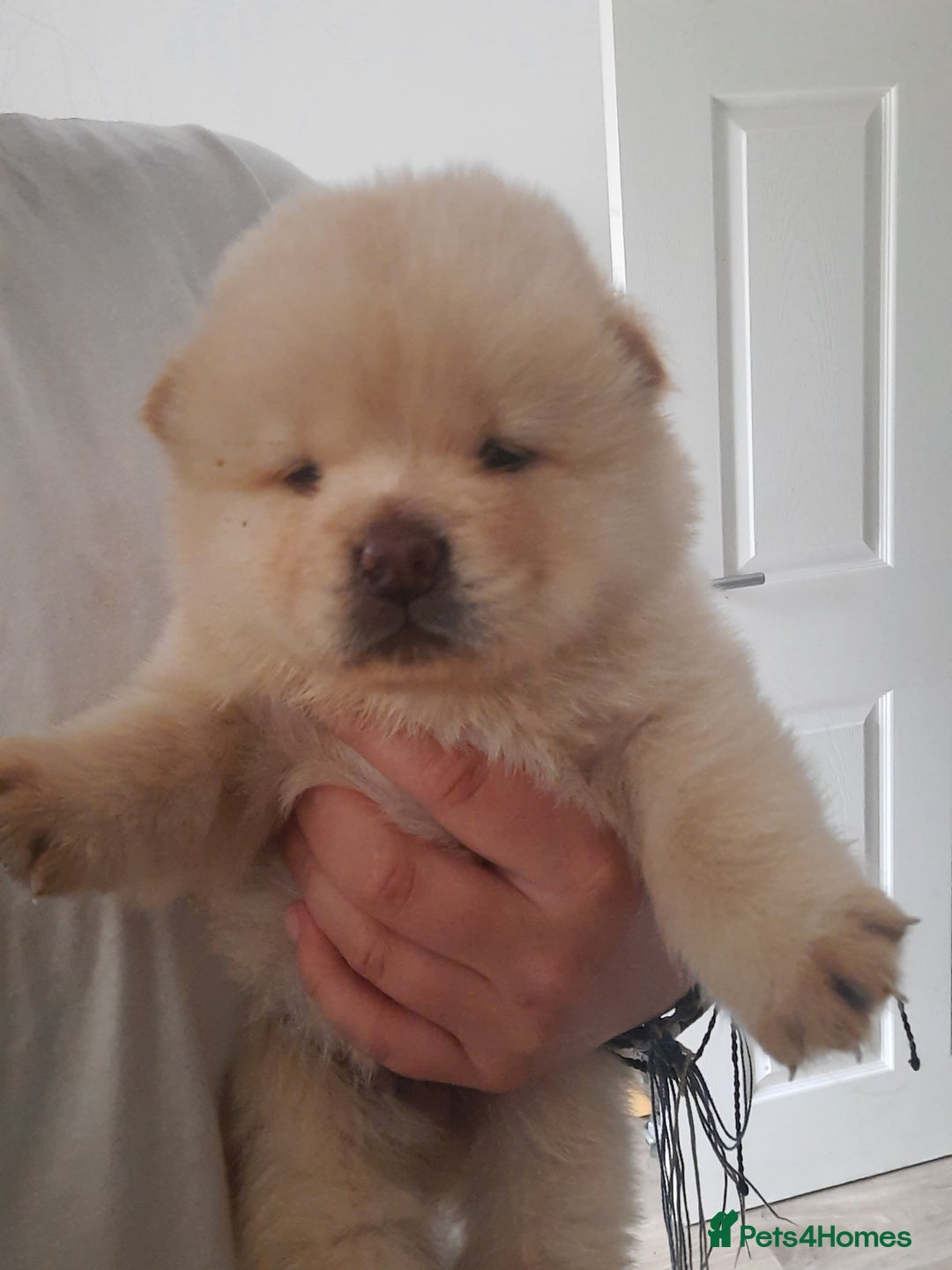Chow Chow dogs for sale: Chow chow puppies for sale - Image 17