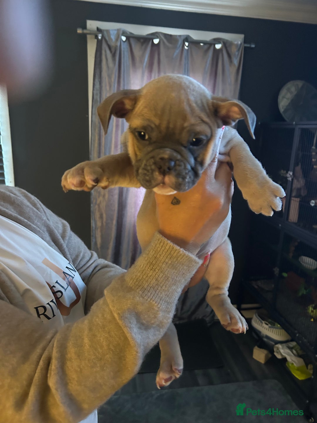 Mixed Breed dogs for sale: Bulldog puppy’s ready (5 BOYS LEFT 💙) - Image 15