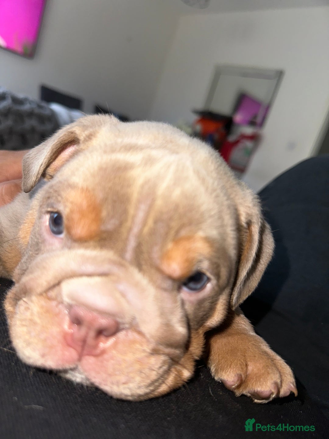 English Bulldog dogs for sale: Stunning KC Registered English Bulldog Puppies - Image 28