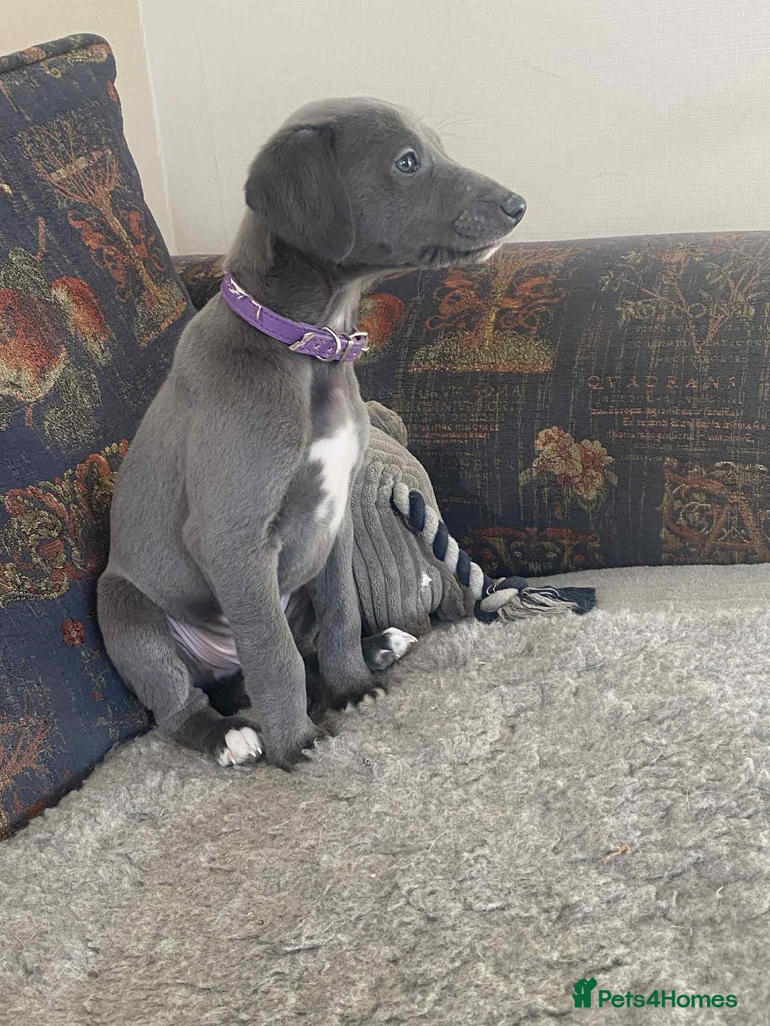 Mixed Breed dogs for sale: Beautiful Saluki x Whippet puppies - Advert 23
