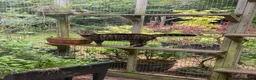 Bengal cats for sale: Full Bengal Brown Rosetted Female - Mia (Mims) - Advert 3