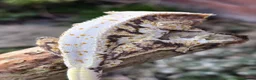 Gecko reptiles for sale: Crested geckos  - Advert 21
