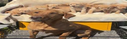 Labrador Retriever dogs for sale: 8 Labrador puppies looking for there forever homes - Advert 3
