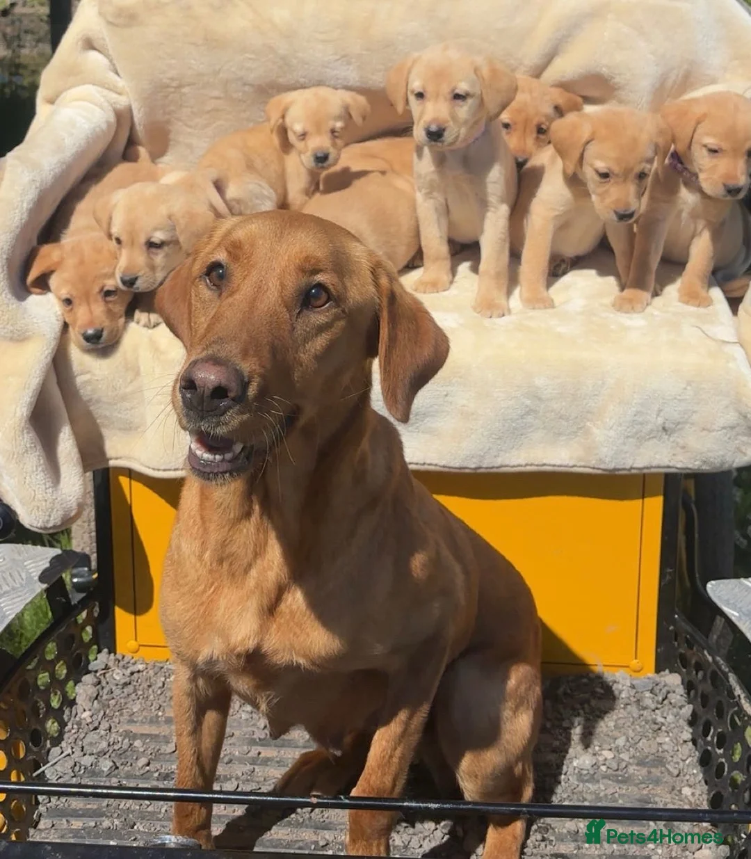 Labrador Retriever dogs for sale: Labrador puppies looking for there forever homes - Advert 4