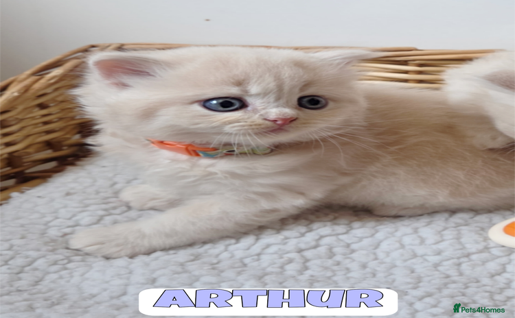 British Shorthair cats - Advert 15
