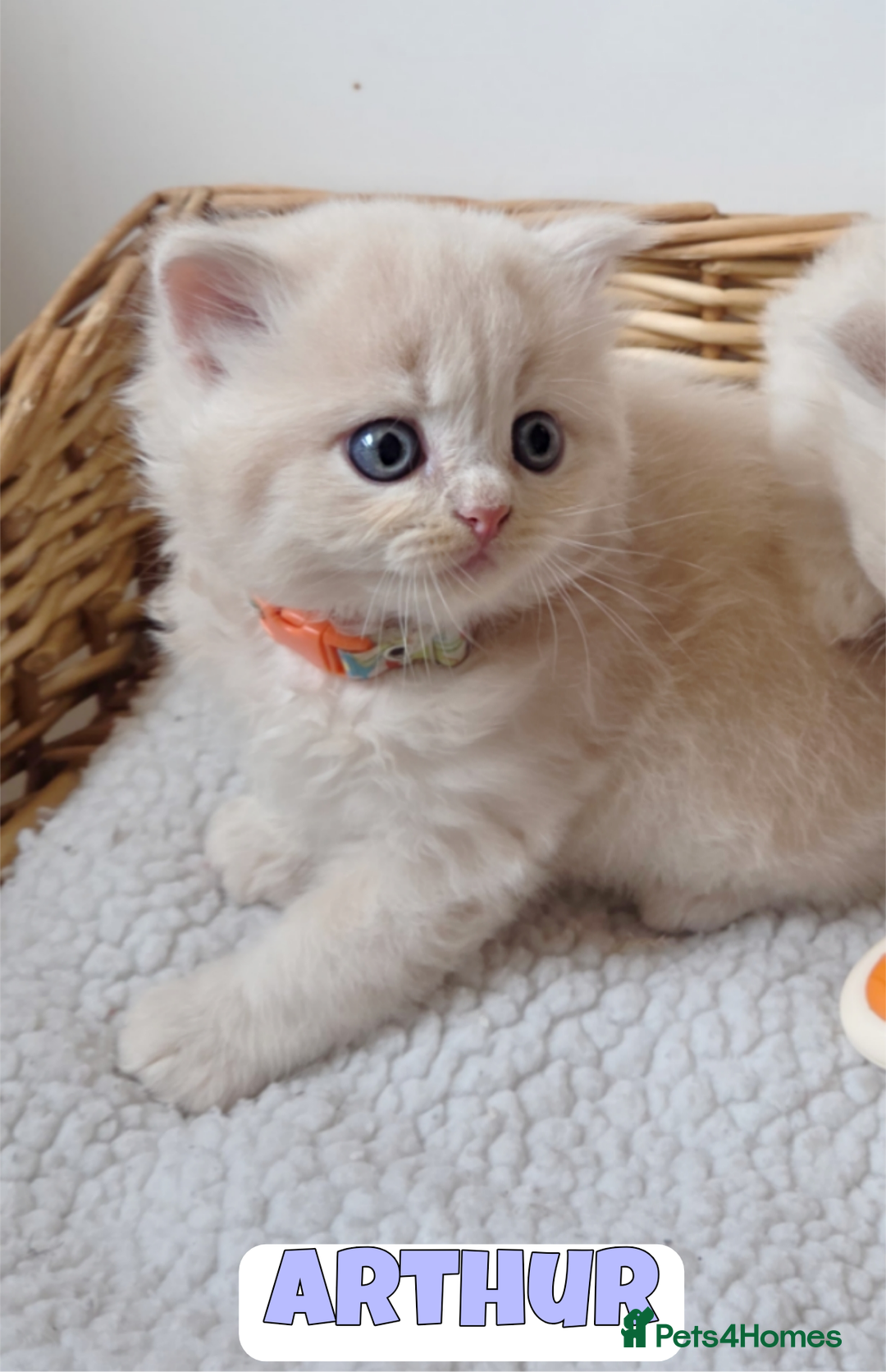 British Shorthair cats for sale: 🧡💙 British Longhair Babies 💙🧡 - Image 1
