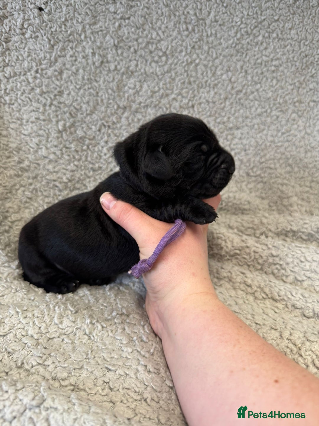 Goldador dogs for sale: Gorgeous Black Goldadors   - Advert 15