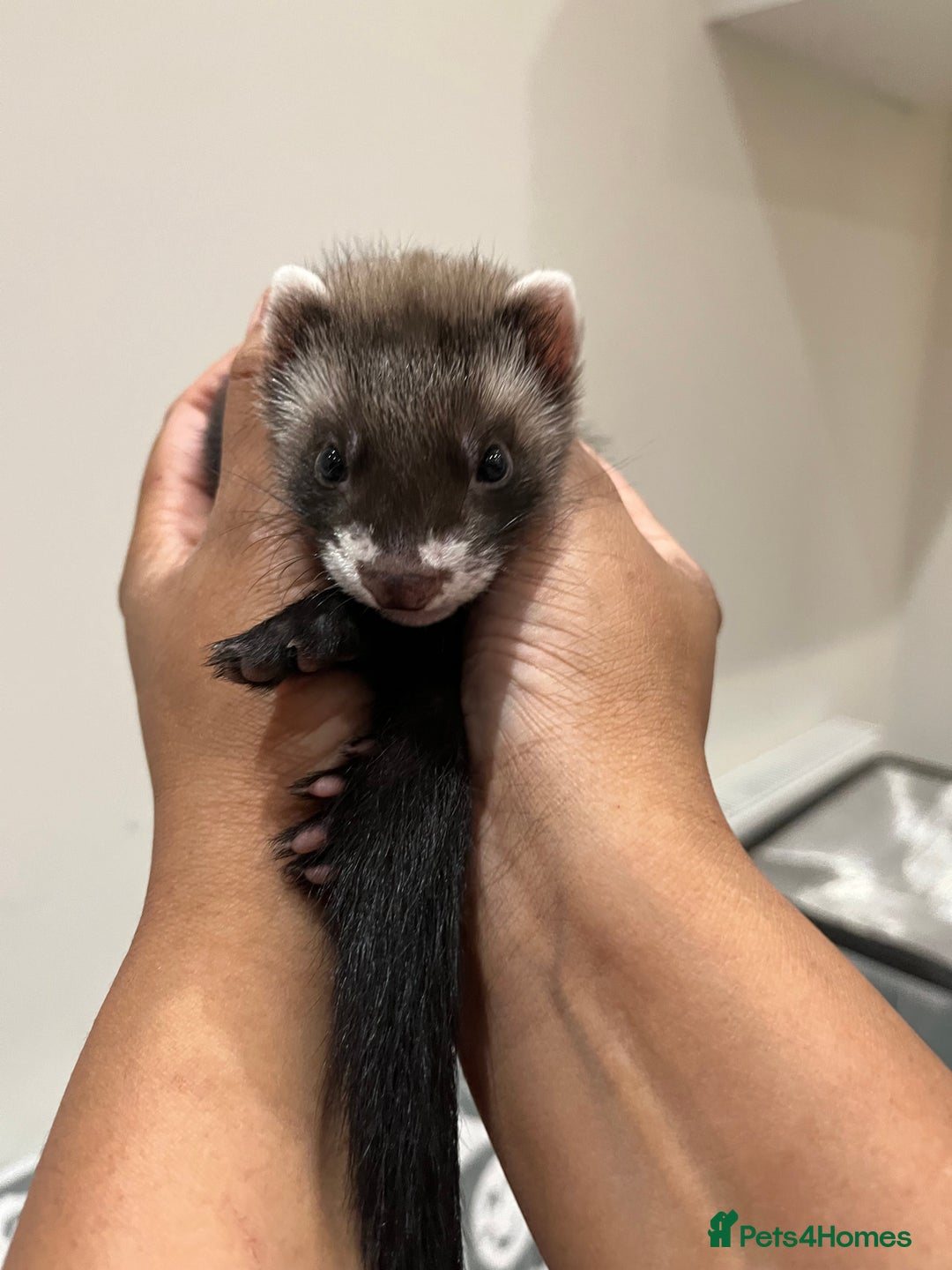 Ferret rodents for sale: Super sweet and friendly male ferret - Advert 5