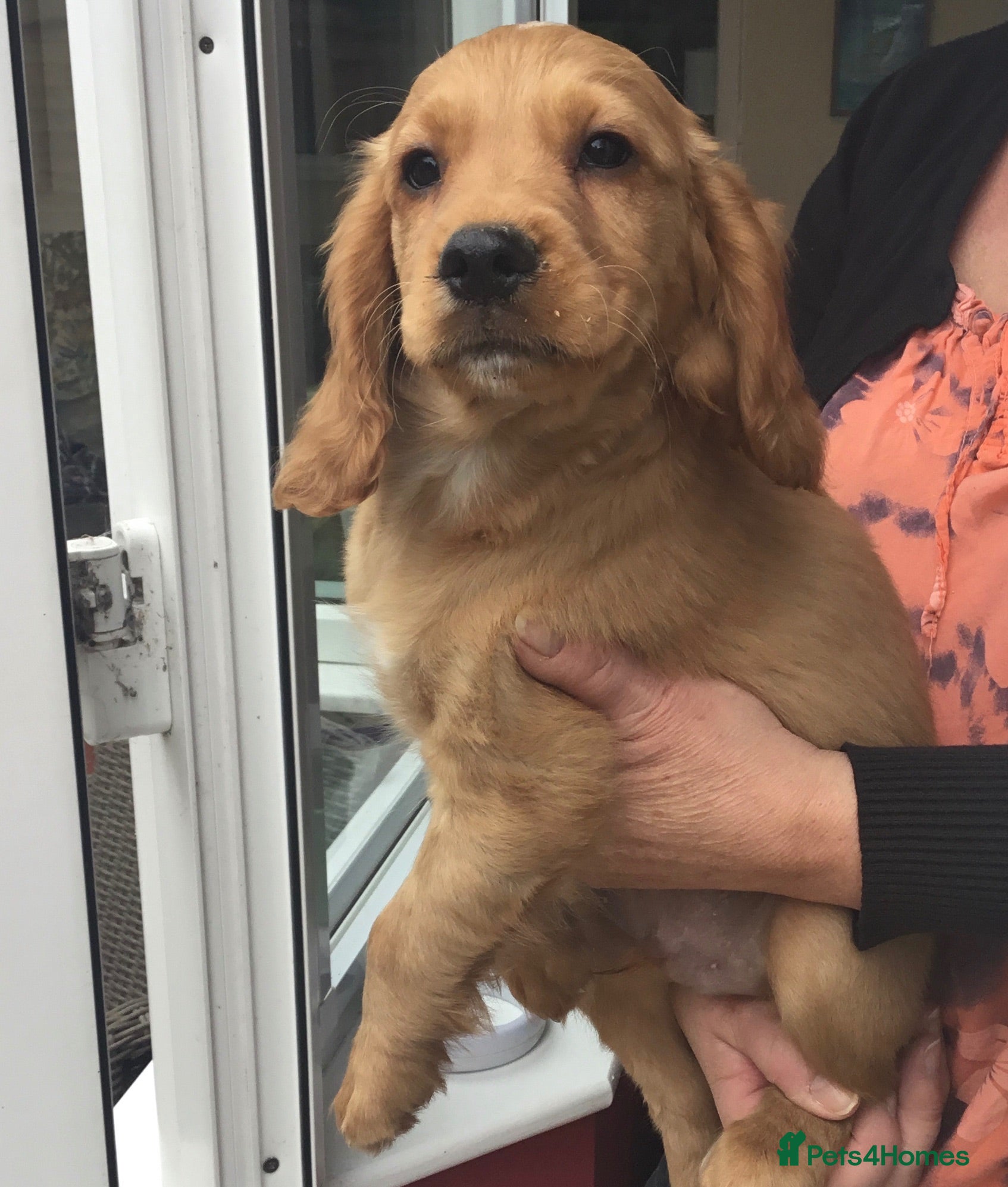 Cocker Spaniel dogs Working type cocker puppies  - Advert 15