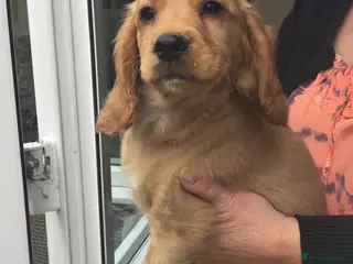 Cocker Spaniel dogs Working type cocker puppies - Advert 15
