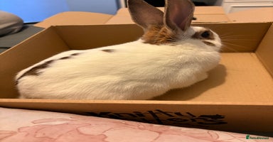 Mixed Breed rabbits - Advert 11