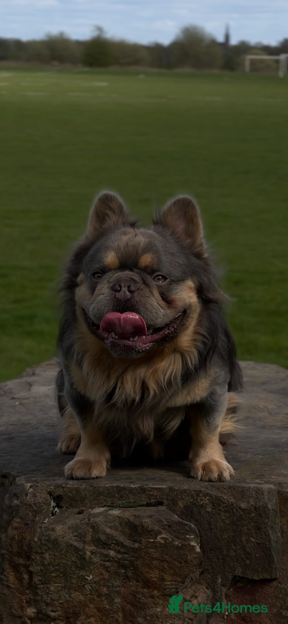 French Bulldog dogs Lilac & Cherry tan Fluffy - Advert 1