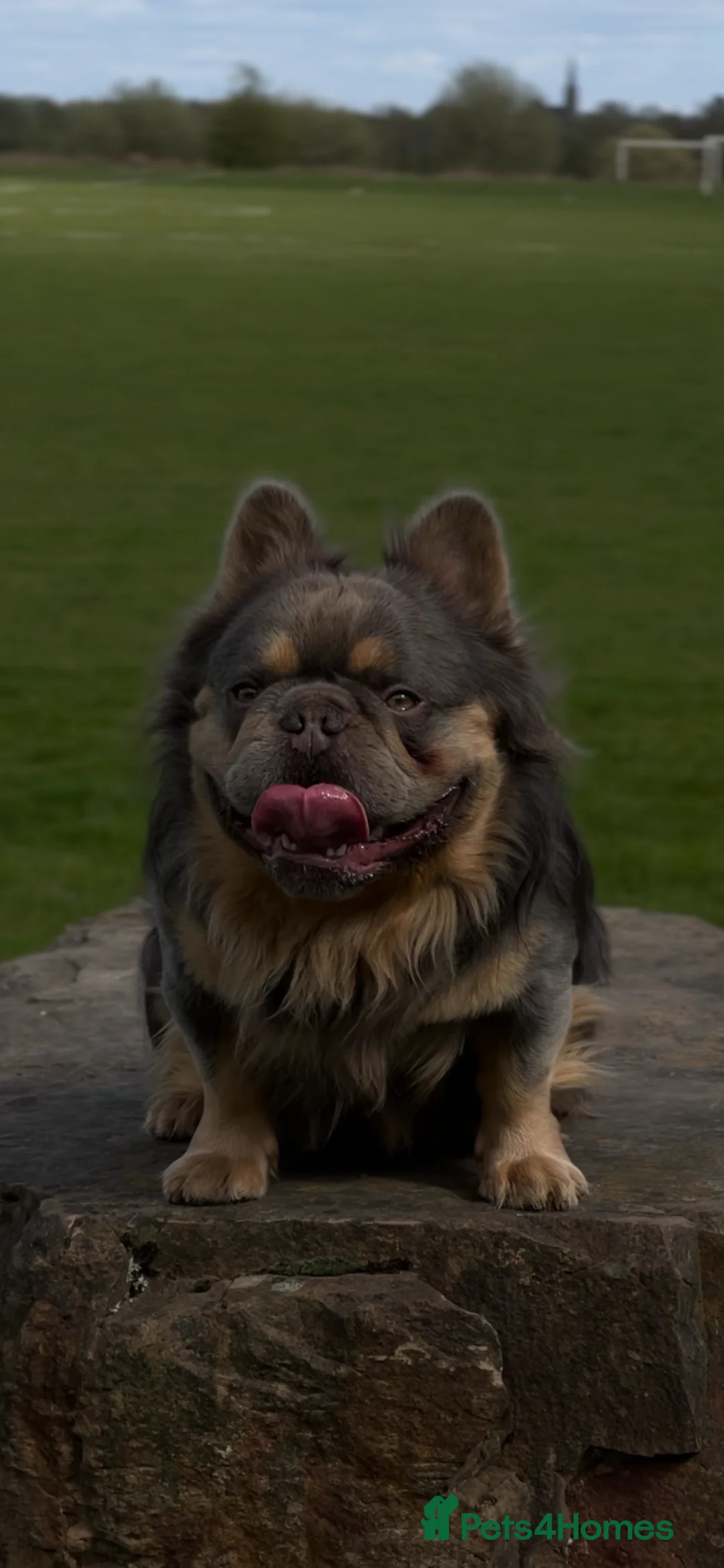 French Bulldog dogs for stud: Lilac & Cherry tan Fluffy - Advert 1