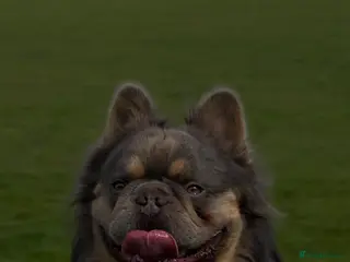 French Bulldog dogs Lilac & Cherry tan Fluffy - Advert 1