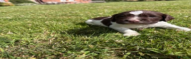 English Springer Spaniel 3