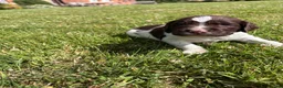 English Springer Spaniel dogs for sale: KC Registered Springer Spaniel Puppies - Advert 13