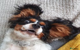 Cavalier King Charles Spaniel dogs for sale: Adorable Cavalier Puppy Needs Loving Home - Image 5