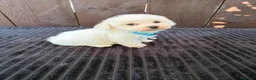 Miniature Poodle dogs for sale: Miniature poodles 2 boys 2 girls  - Advert 4