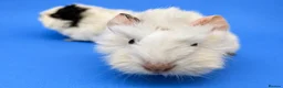 Guinea Pig rodents for sale: Abyssinian guinea pig brothers  - Advert 2
