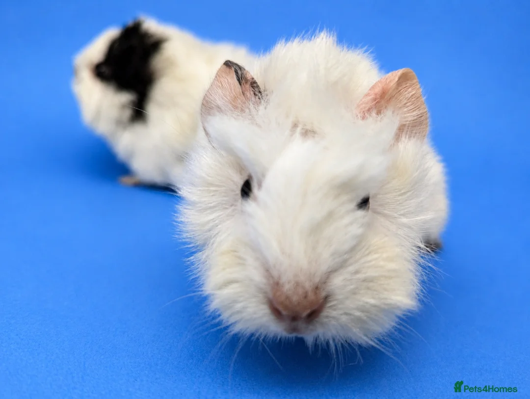Guinea Pig rodents for sale: Abyssinian guinea pig brothers  - Advert 2