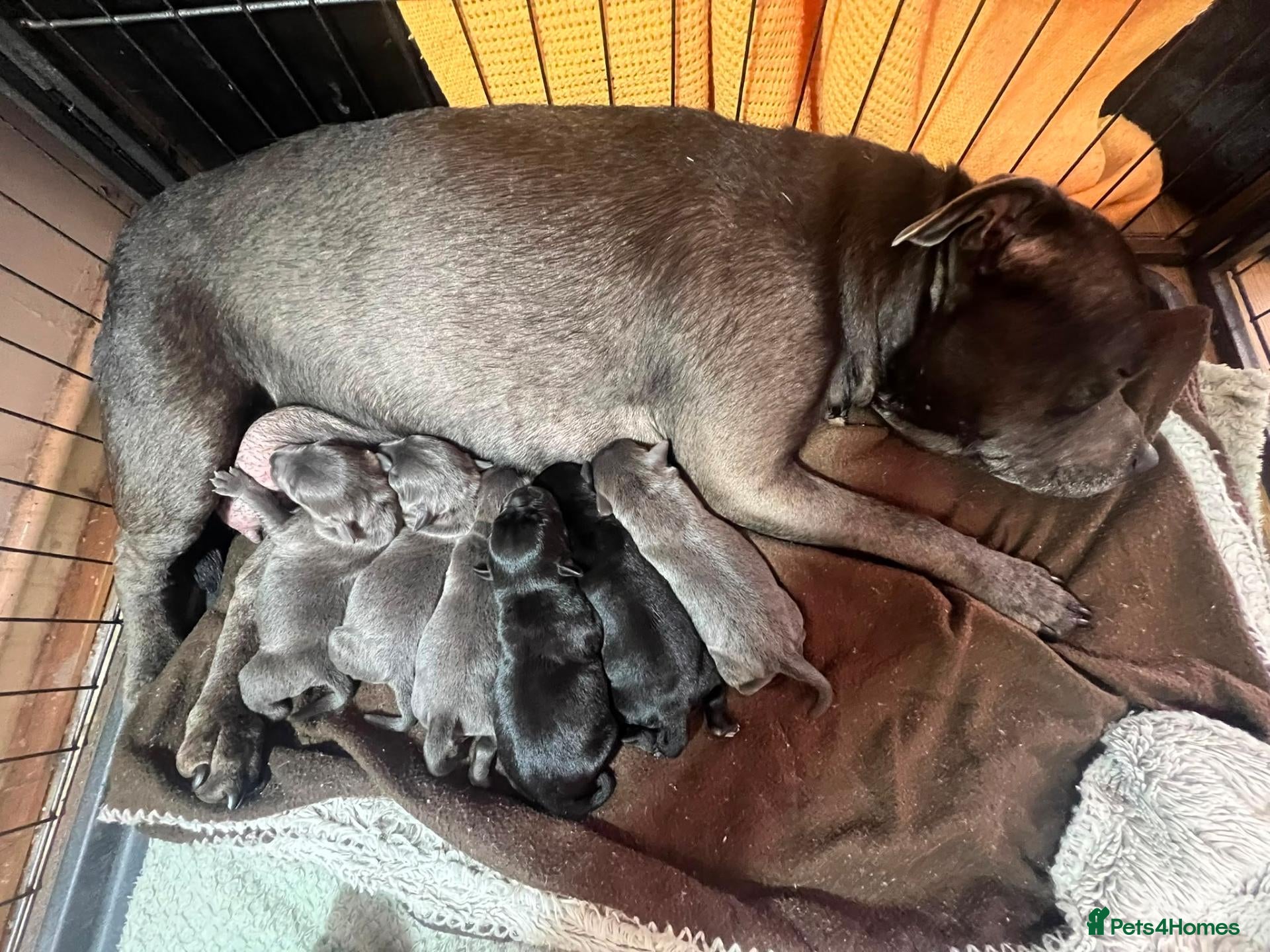 Staffordshire Bull Terrier dogs Beautiful Litter of 6 Puppies – 3 Boys & 3 Girls - Advert 4