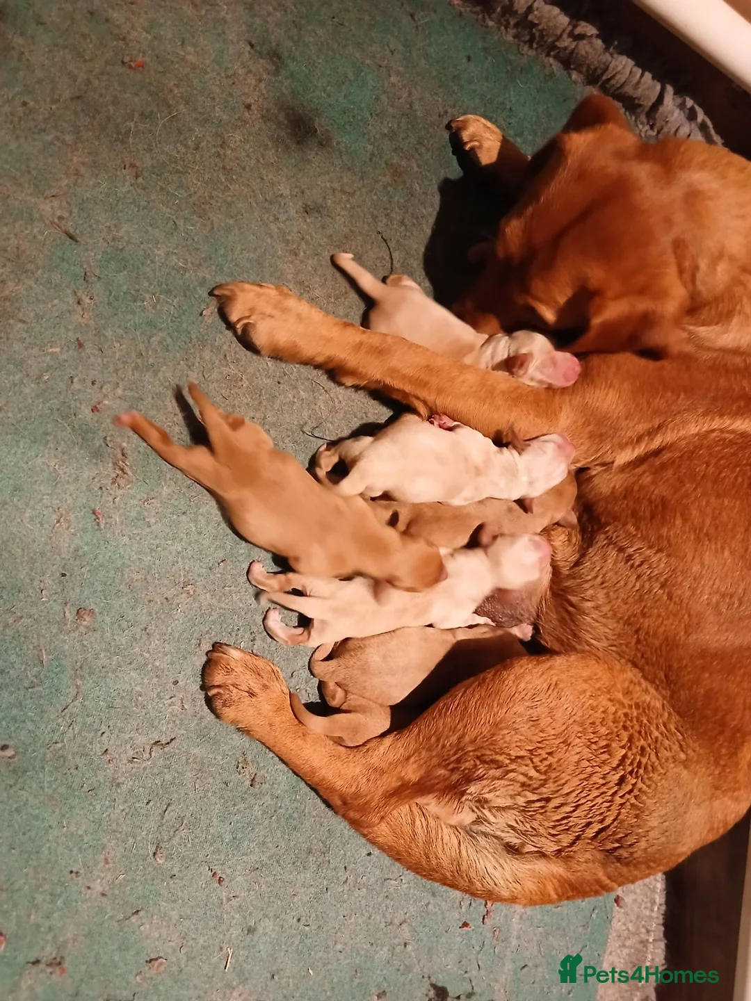 Mixed Breed dogs for sale: Fox red lab x sprocker spaniel pups in Stafford - Advert 13