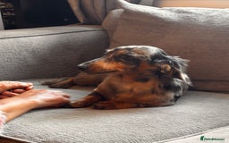 Dachshund dogs for sale: 2 girl fluffy dachshund puppys 6 months old  - Image 4