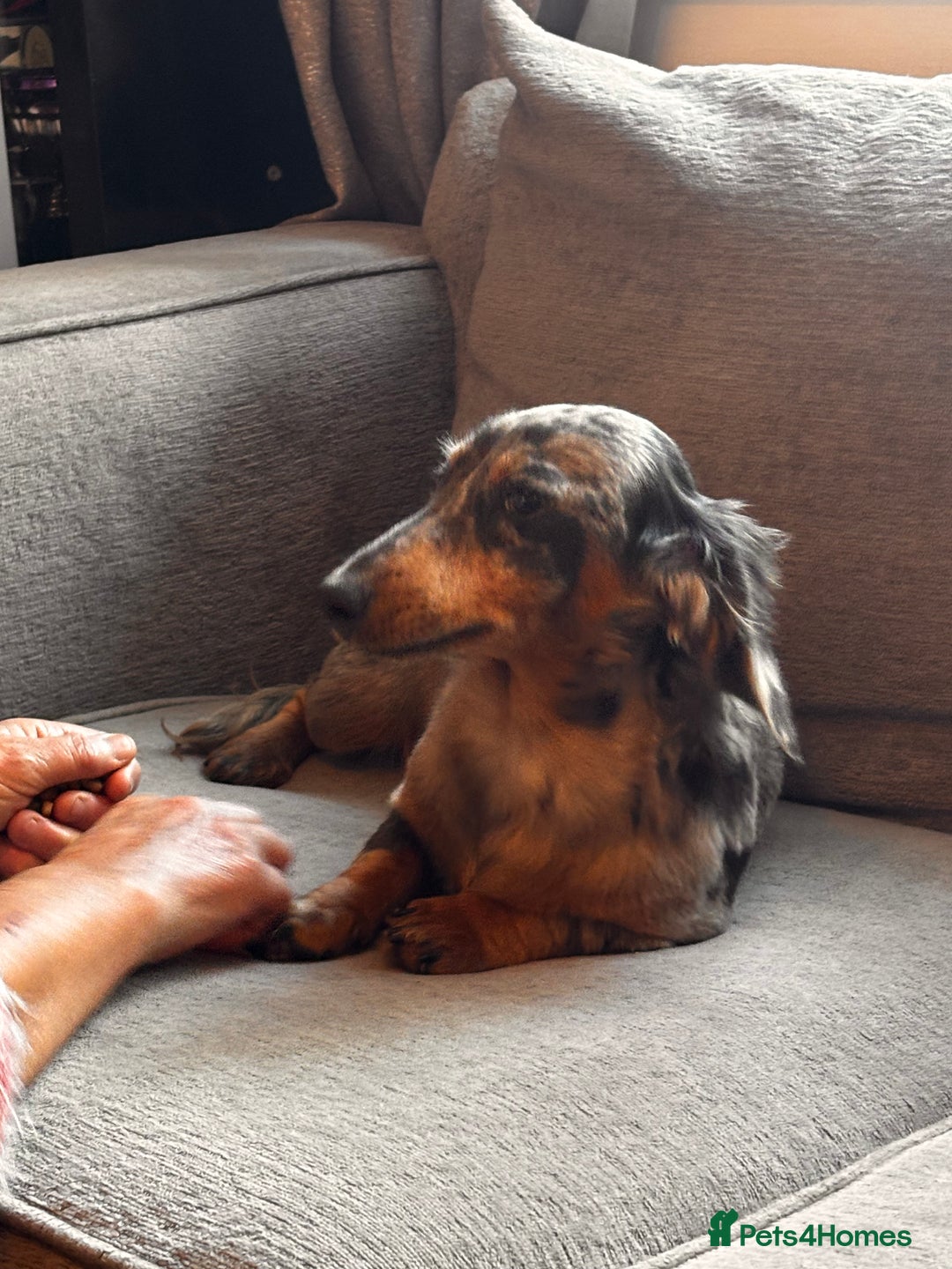 Dachshund dogs for sale: 2 girl fluffy dachshund puppys 6 months old  - Image 4