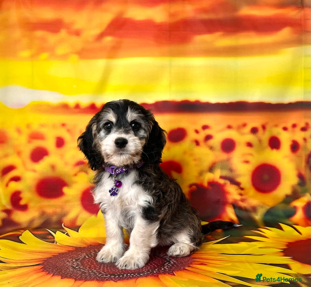 Cockapoo dogs for sale: ⭐️Rare Silver Phantom DNA CLEAR Mini F1 Cockapoos - Image 12