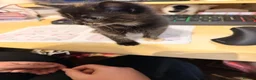 Mixed Breed cats for sale: BSH x Turkish Van kittens - Advert 6