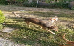 Mixed Breed dogs for adoption: LOLITA, a Superb young Girl - for a Loving HOME - Image 12