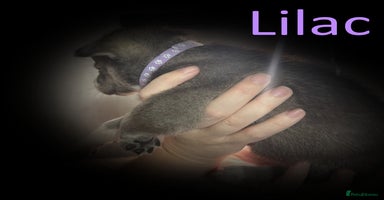 Shepsky dogs - Advert 11