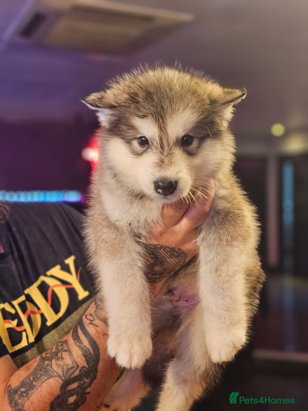 Alaskan Malamute dogs for sale: Full pedigree Alaskan Malamute Puppies - Image 11