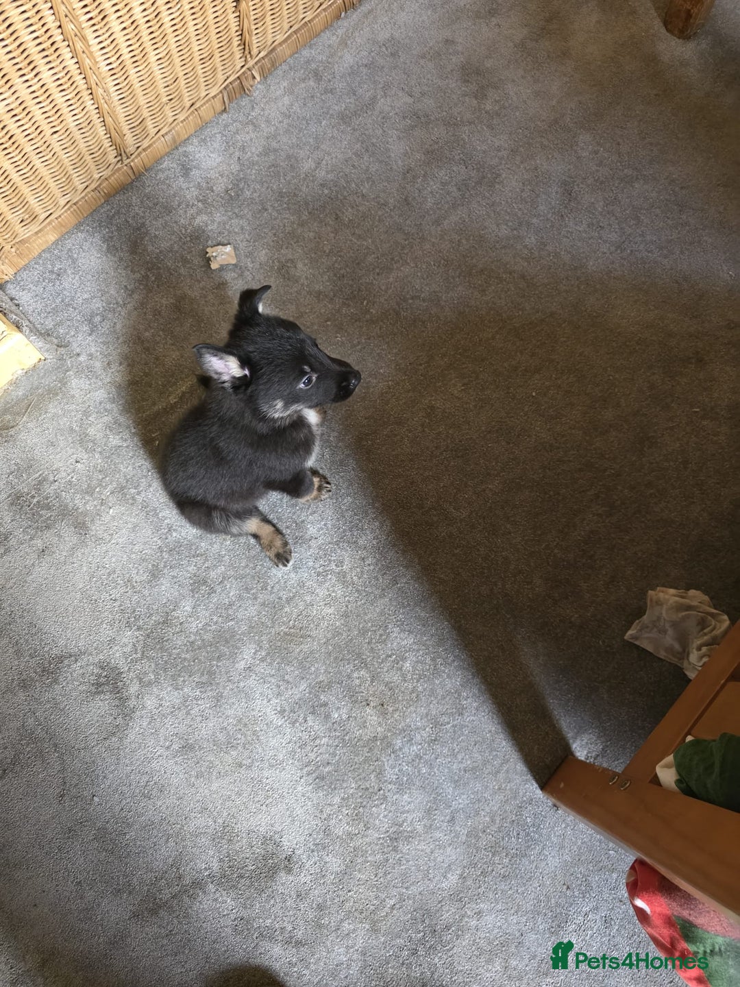 Shepsky dogs for sale: Shepski pups - Advert 8