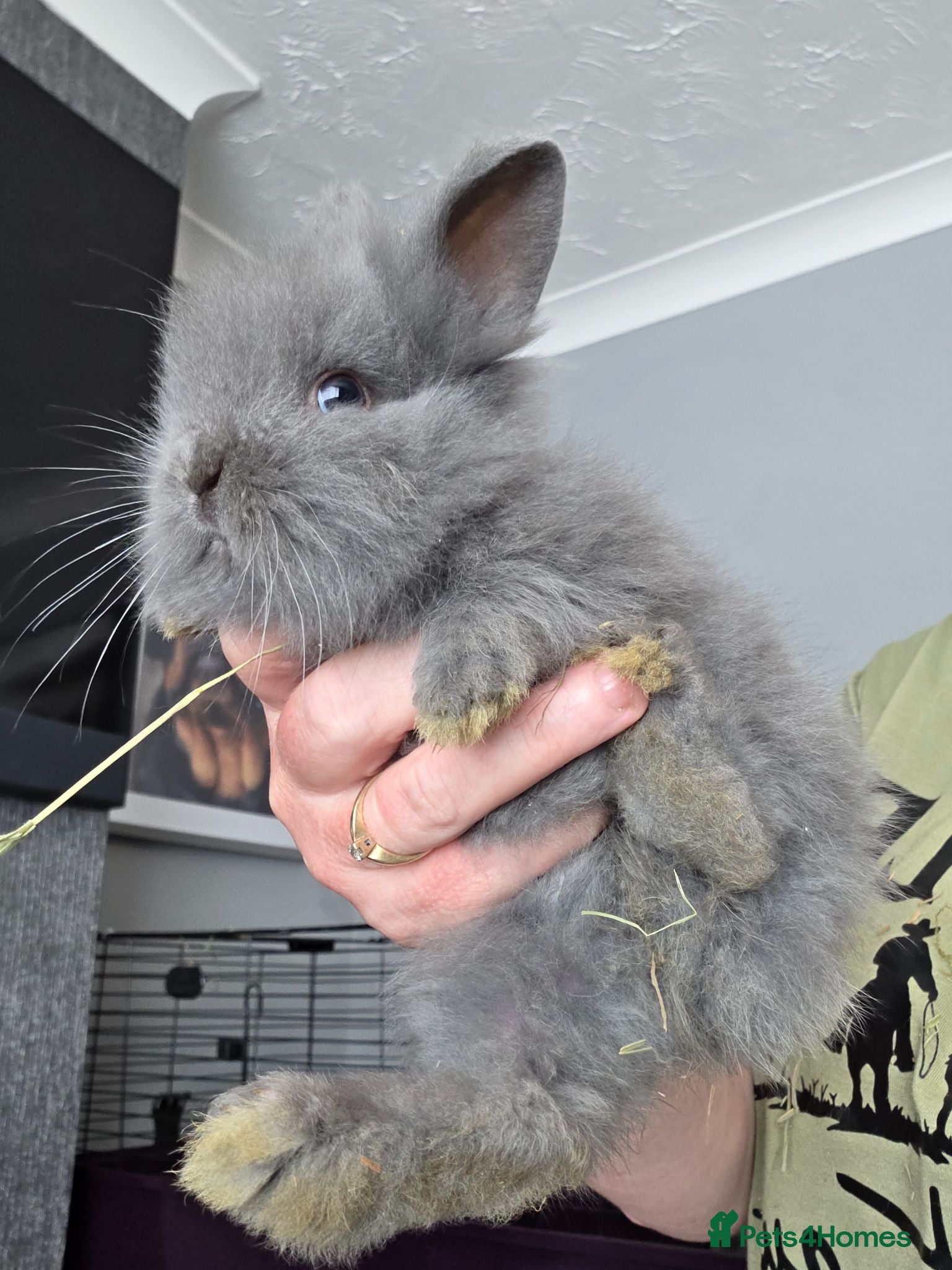 Lionhead rabbits Adorable baby lion heads - Advert 2