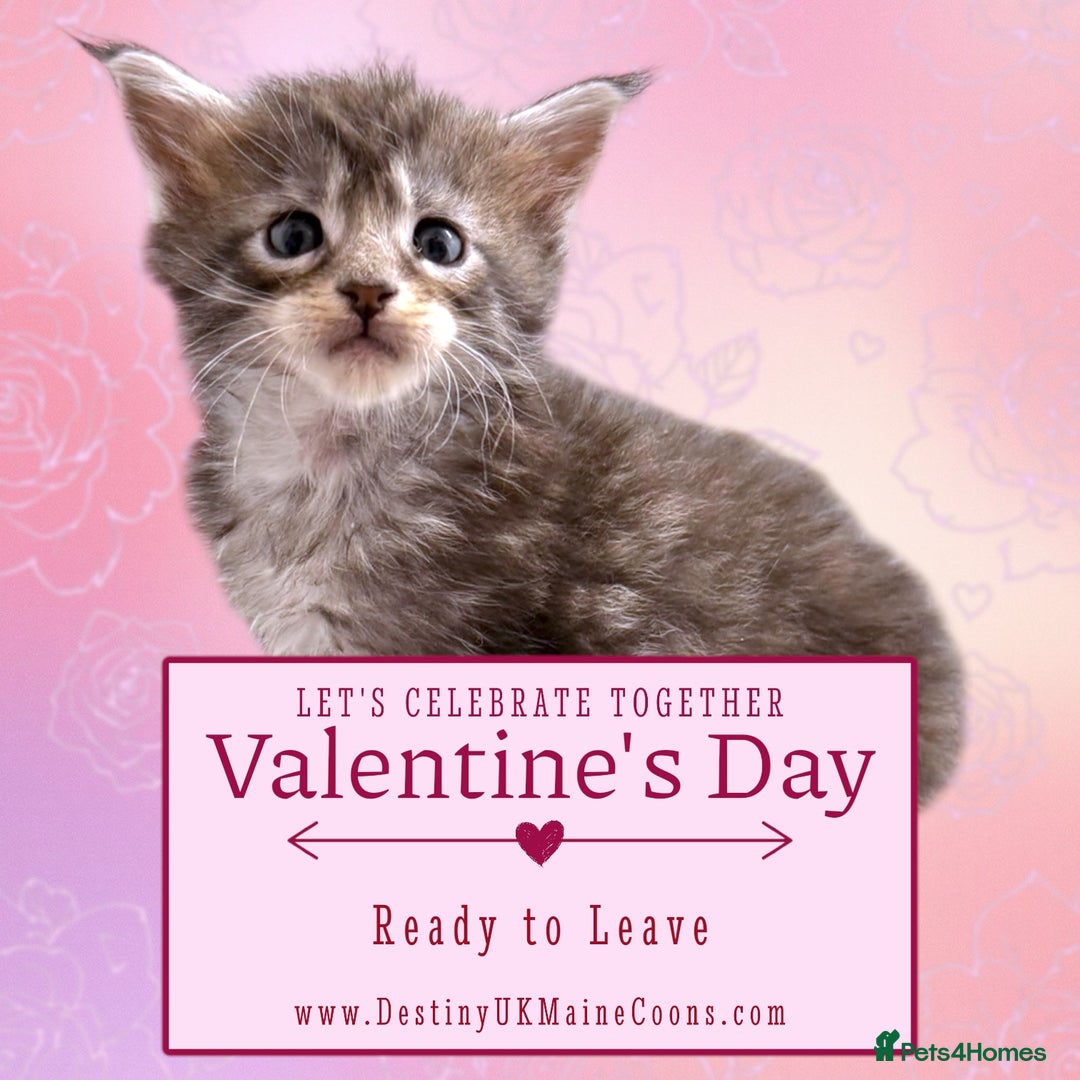 Maine Coon cats for sale: H Litter ready for  ** s Week - Advert 2