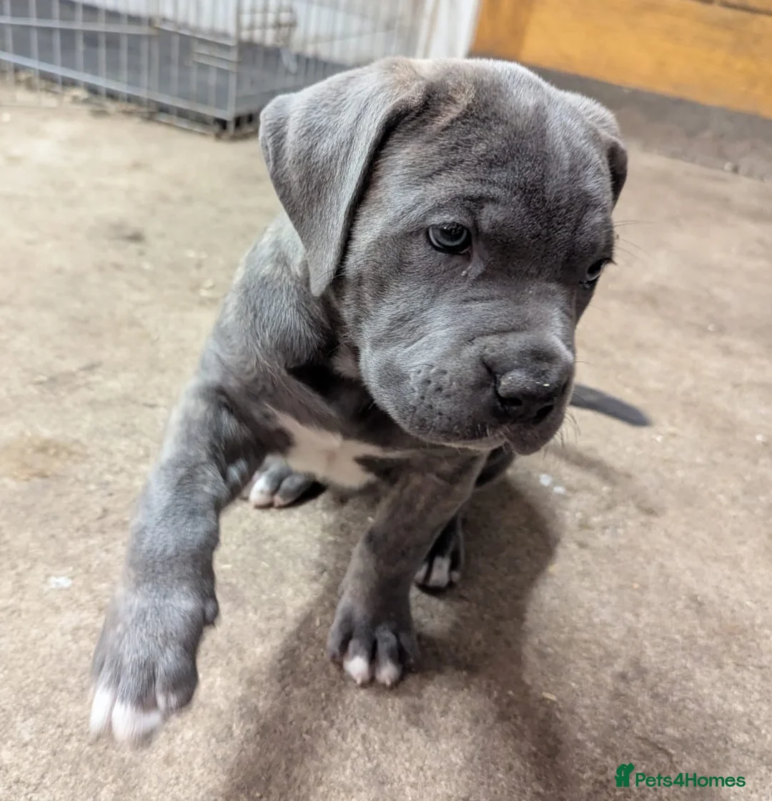 Cane Corso dogs for sale: Cane Corso Irish Kennel club registered  in Enniskillen - Advert 30