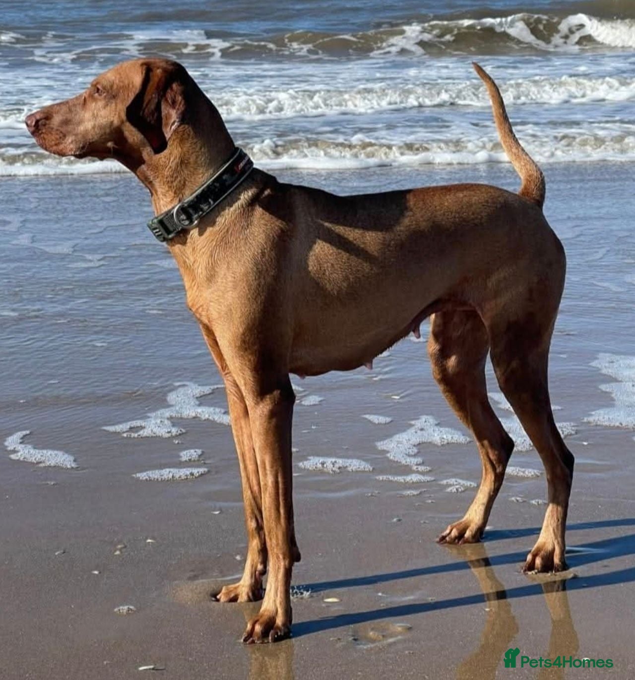 Hungarian Vizsla dogs Beautiful pedigree Hungarian vizsla litter of 9  - Advert 1