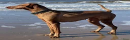 Hungarian Vizsla dogs for sale: Beautiful pedigree Hungarian vizsla litter of 9  - Advert 1