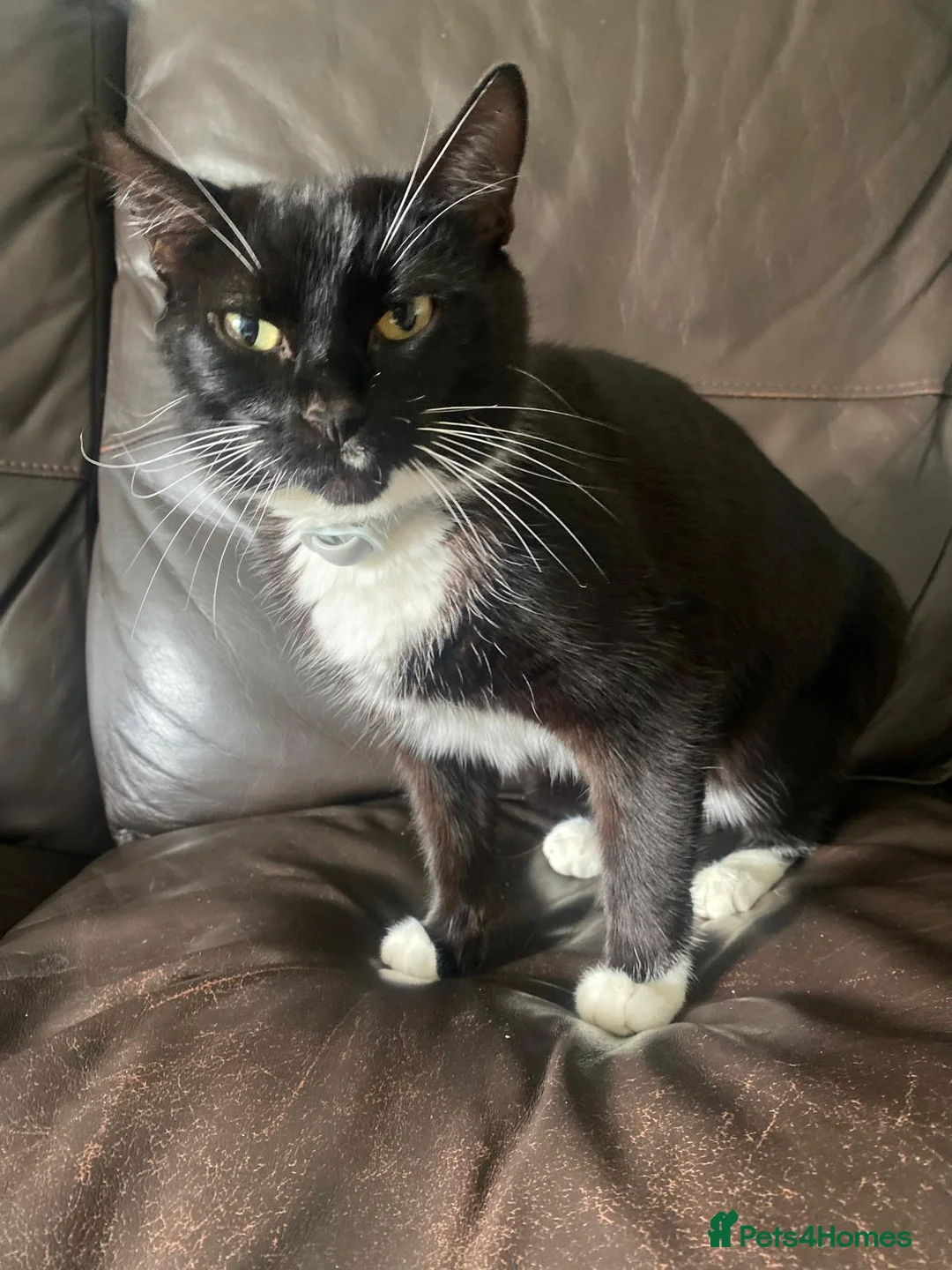 British Shorthair cats for sale: Tuxedo kittens for sale - Advert 1