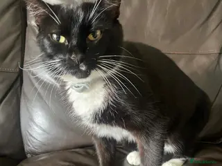 British Shorthair cats Tuxedo kittens for sale - Advert 2