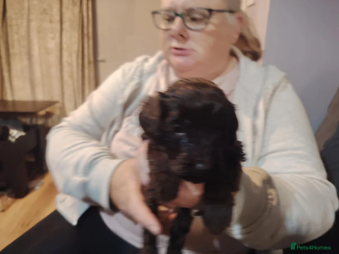 Cockapoo dogs for sale: Cookapoos - Advert 2