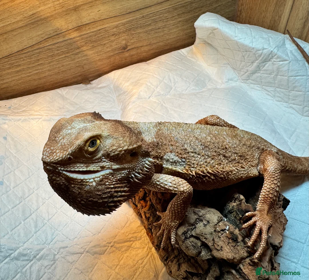 Bearded Dragon reptiles for sale: https://gofund.me/a7b816115 - Advert 18