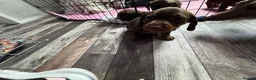 Miniature Dachshund dogs for sale: Stunning Mini Dachshund puppies for sale - Advert 11