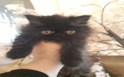 Persian cats for sale: READY NOW!! Exquisite Persian Kittens - Image 5