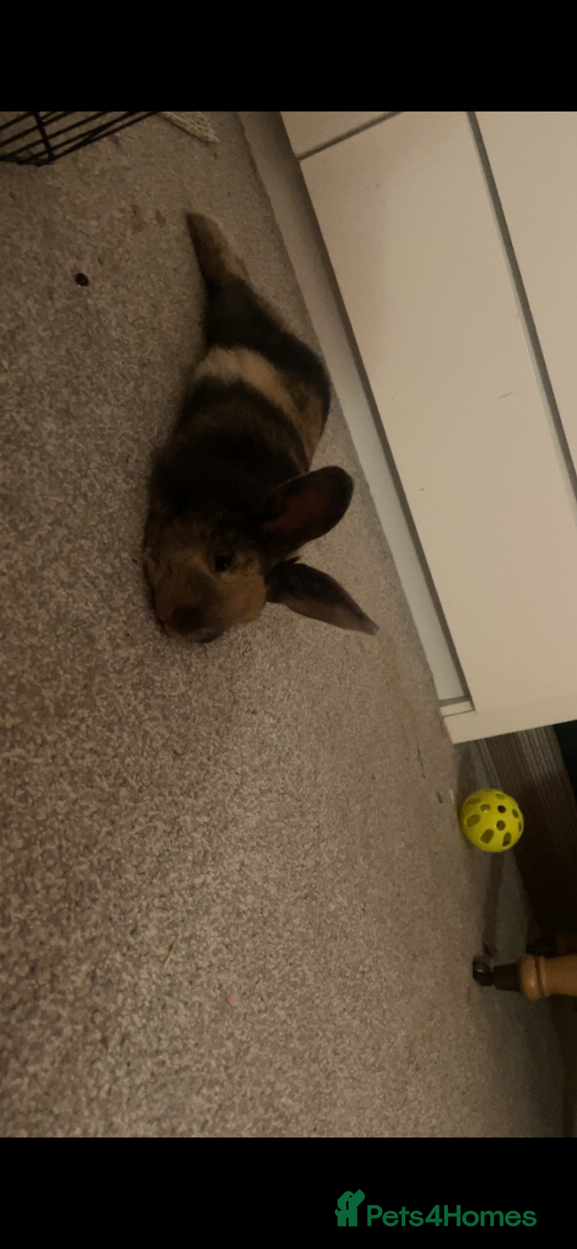 Mixed Breed rabbits Sweet young male rabbit- experienced owners only - Advert 1