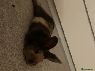 Mixed Breed rabbits Sweet young male rabbit- experienced owners only - Advert 1